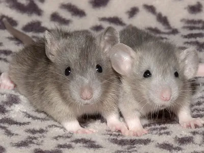 Маленькие крысята | Пикабу