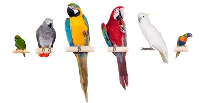Много разноцветных маленьких попугаев …» — создано в Шедевруме