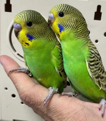 Маленькие попугаи учатся разговаривать, как дети | ЭкоСтанция | Дзен