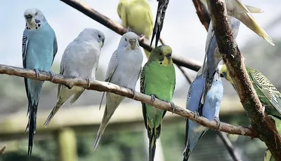 Волнистый попугай | zoo-ekzo.com- Экзотические животные