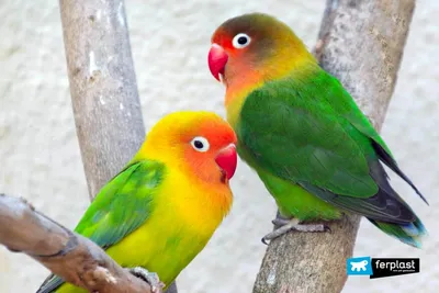 Стая маленьких разноцветных попугаев …» — создано в Шедевруме