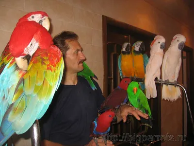 Правила содержания маленьких попугайчиков