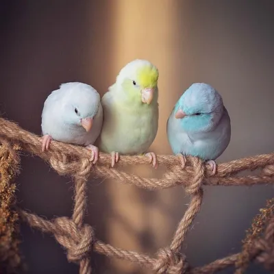 красочные маленькие попугаи Стоковое Изображение - изображение  насчитывающей перо, природа: 257956531