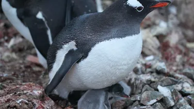 Семейство Синицевые (Paridae) | это... Что такое Семейство Синицевые  (Paridae)?