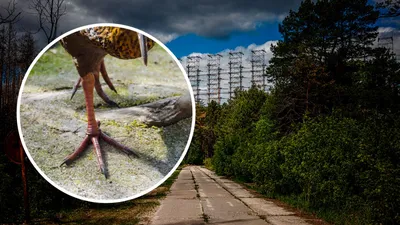 Сверчок певчий (Locustella certhiola). Фотогалерея птиц. Фотографии птиц  России, Беларуси, Украины, Казахстана, Таджикистана, Азербайджана.