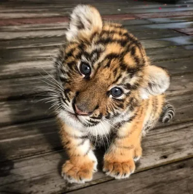 Тигрята красивые пушистые милашки - картинки и фото koshka.top