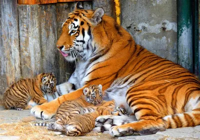 В Большереченском зоопарке родилось четыре тигренка | 20.05.2019 | Омск -  БезФормата