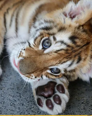 Два маленьких милых тигрят греются …» — создано в Шедевруме