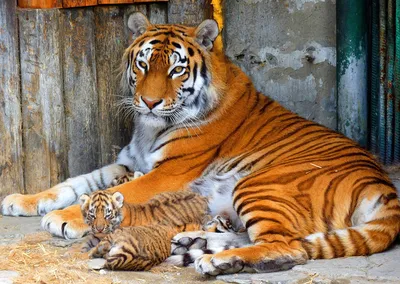 В выходные пермяков приглашают посмотреть на кормление маленьких тигрят в  зоопарке | НОВОСТИ ПЕРМИ | МОЙ ГОРОД - ПЕРМЬ! — Новости Перми