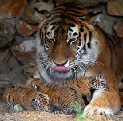 Фото Рядом с тигрицей лежат маленькие тигрята