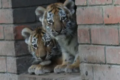 Большереченский зоопарк впервые опубликовал фото маленьких тигрят |  20.05.2019 | Омск - БезФормата