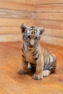 В пензенском зоопарке начали выходить на прогулку маленькие тигрята