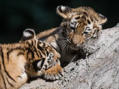 Портрет маленького тигренка год тигра фото высокого качества | Премиум Фото