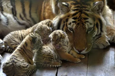 Игры трех маленьких тигрят попали на камеру на Земле леопарда - РИА  Новости, 05.12.2019