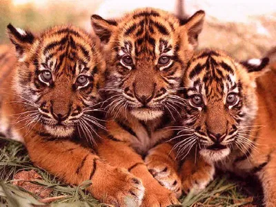 Китайский зоопарк показал четырех недельных амурских тигрят | Пикабу