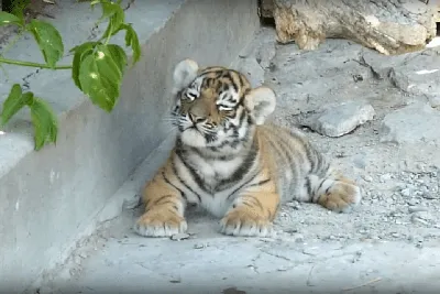 Видеоподборка маленьких тигрят