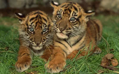 Симпатичные Маленькие Тигрята Играющие В Траве — стоковые фотографии и  другие картинки Тигрёнок - Тигрёнок, Азия, Без людей - iStock