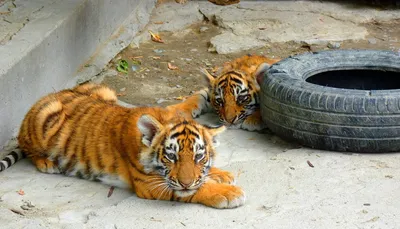 Детеныш тигра - 75 фото