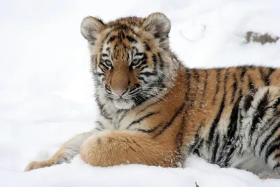 В уфимском зоопарке подросли львята с тигрятами, и теперь их можно потрогать
