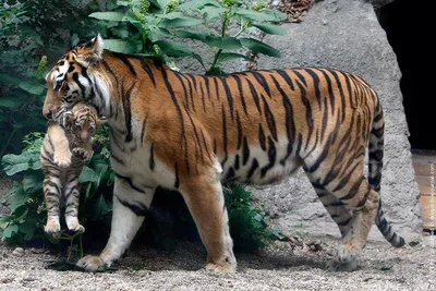 Маленькие бенгальские тигрята любопытны как и все малыши  !#lions#safari#lions#safaripark# #львы #большиекошки #достопримечательнос…  | Большие кошки, Тигрята, Кошки