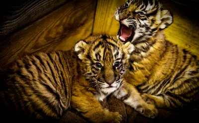 Маленькие тигрята! ФОТО. Репост