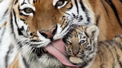 ТОП 5 лучшие видео смешные милые тигрята. - YouTube