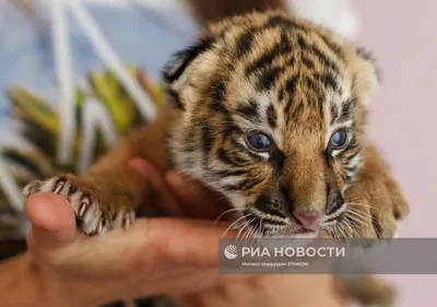 Тигрята: смотреть фото, картинки маленьких забавных тигрят