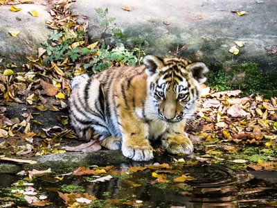 Посчитайте тигрят. Заповедник \"Земля леопарда\" опубликовал фотозагадку -  РИА Новости, 12.04.2020