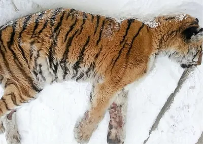 В Сочи новорожденных тигрят выкармливает собака - Новости Сочи