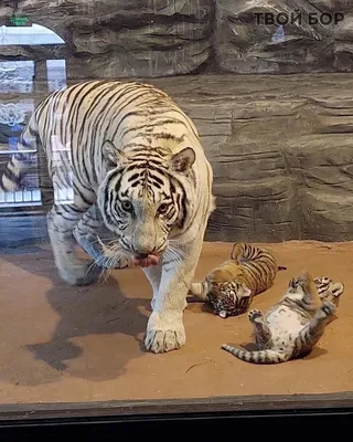 Видео: Маленькие тигрята учатся грозно рычать