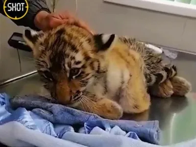 Рождение двух тигрят в зоопарке Лимпопо 2022