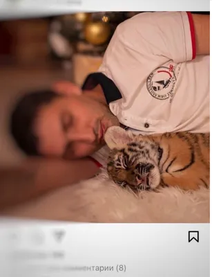 В Ессентуках родились уссурийские тигрята (фото) » Тигромания – всё о тиграх