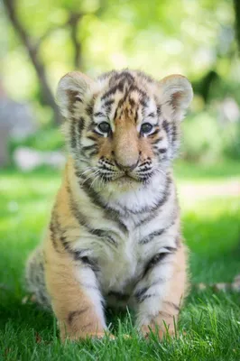 портрет маленького тигренка. год тигра Стоковое Фото - изображение  насчитывающей черный, смотреть: 228097394