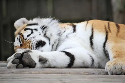 В зоопарке «Лимпопо» появились на свет два маленьких символа года —  бенгальские тигрята — новости города Бор