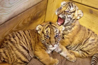 Мама - волчица спасла несколько маленьких тигрят заблудившихся в лесу.  Амурский тигр долго искал своих детенышей. | Живой уголок | Дзен