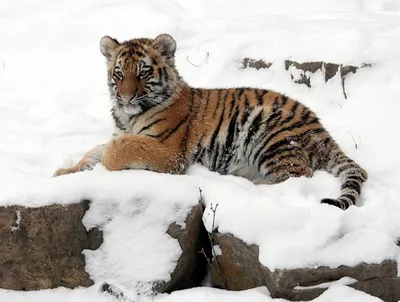 Скрытые камеры показали рождение двух редких тигрят в британском зоопарке -  новости Израиля и мира
