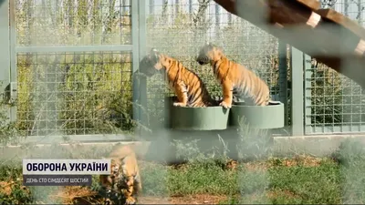 Полосатые НЕигрушки»: в Волгограде требуют прекратить фотосессии с маленькими  тигрятами • СоцИнформБюро