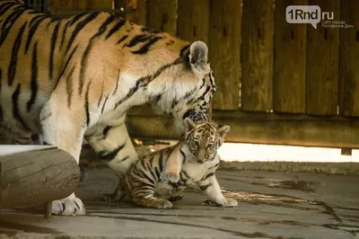 В зоопарке Далласа родилось двое маленьких тигрят