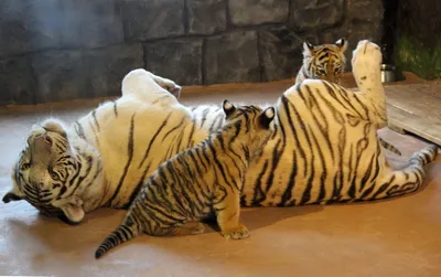 Увидеть вживую маленького тигренка с его мамой можно уже в это воскресенье  в Ростове