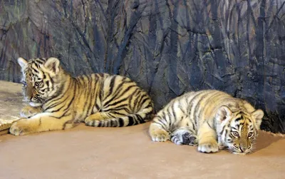Работа Карева Полина для конкурса Интернет конкурс детского рисунка «Про  тигров и тигрят для маленьких ребят». Cахалинский зооботанический парк.