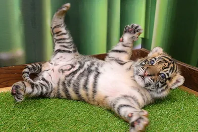 Тигрята: смотреть фото, картинки маленьких забавных тигрят