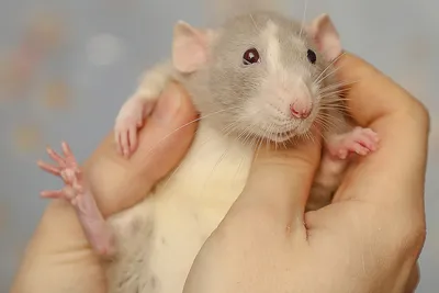 Крыса маленькая пушистая» — создано в Шедевруме