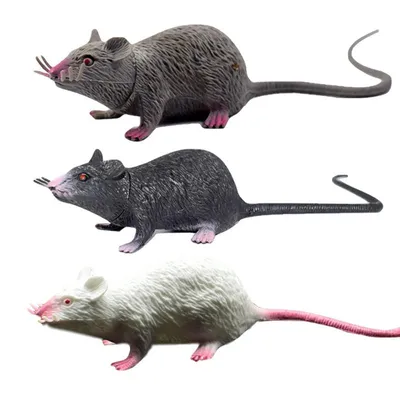 Маленькая крыса Дамбо на руке | Иллюстрации кошек, Крыса, Животные