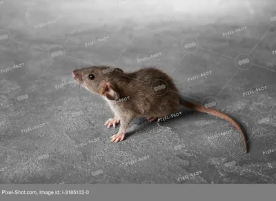 Милая маленькая крыса на полке :: Стоковая фотография :: Pixel-Shot Studio