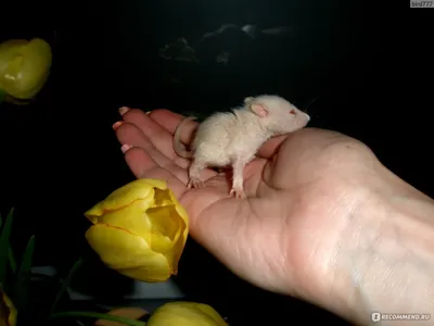 Маленькая крыса в аренду в Москве за 100 ₽ | Пифакит