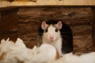 Маленькая бутафорская крыса купить за 363 грн. в магазине Personage.ua