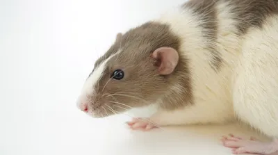 Приму в дар крысу можно взрослую: 10 KGS ᐈ Крысы | Джаны-Джер | 65957656 ➤  lalafo.kg