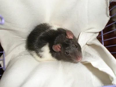 Взорвать крысы маленькой небольшой мыши красивой серой с пушистым Niloticus  Arvicanthus мыши Нила крысы травы Neumanns волос. Кори Стоковое Фото -  изображение насчитывающей еда, чертеж: 181886224