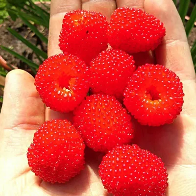 Семена Клубники-Малины (Rubus illecebrosus) - Цена: €1.95