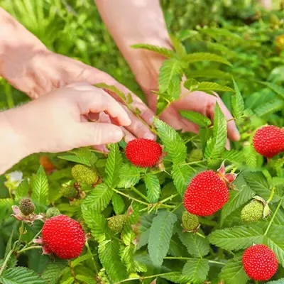 Удобрение для клубники, земляники, малины, смородины, ягод Органик Микс  85362064 купить за 435 ₽ в интернет-магазине Wildberries